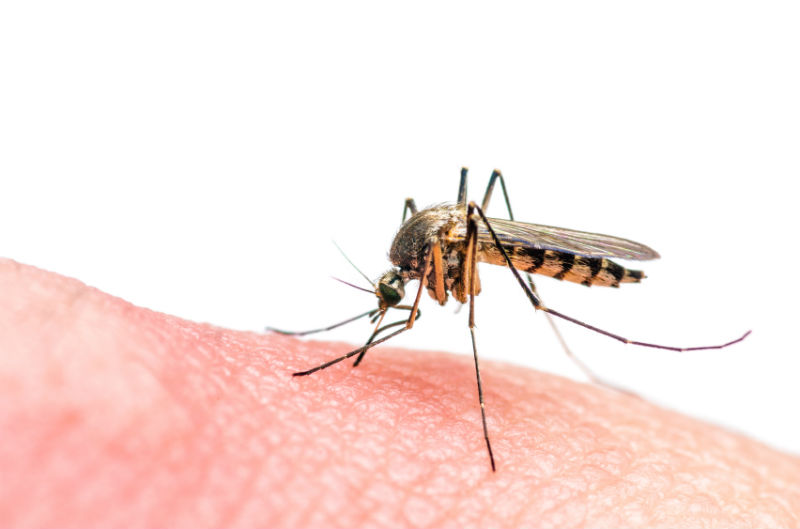 What is the Zika Virus?